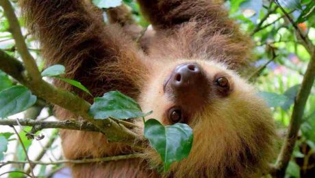 Costa Rica Escorted Tour - Sloths