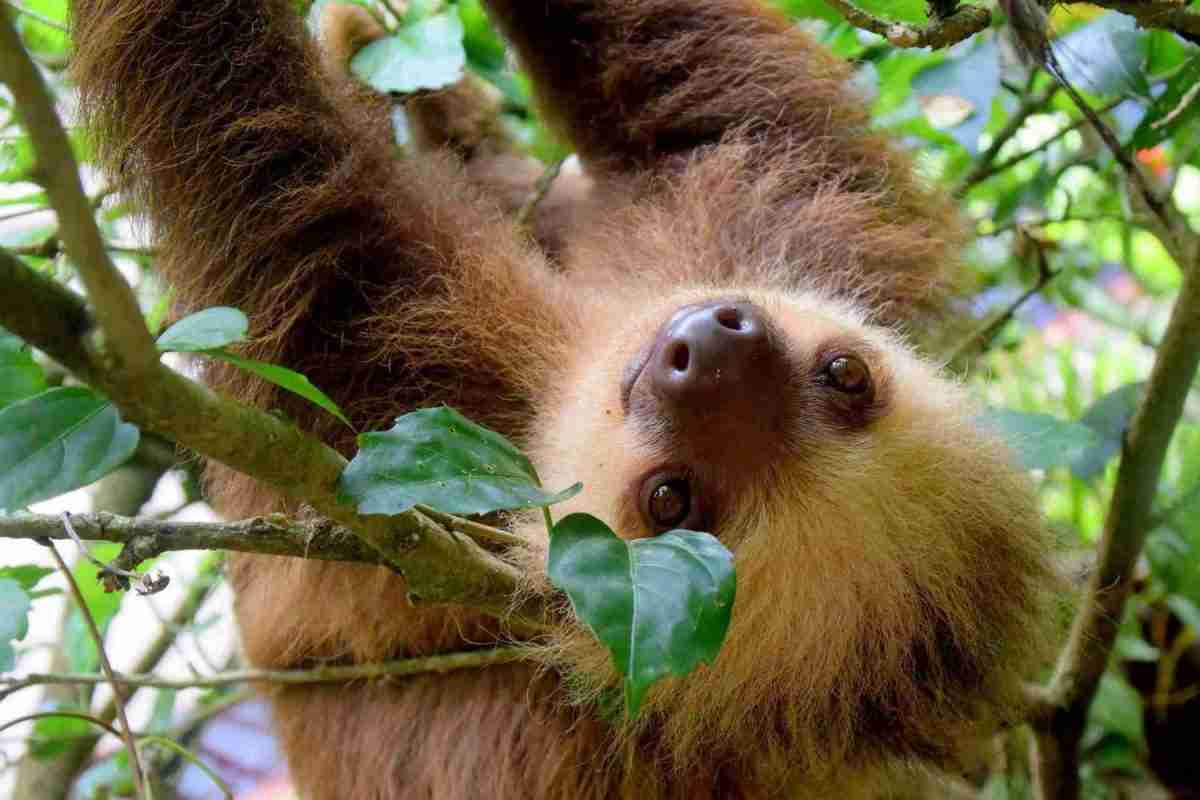 Costa Rica Escorted Tour - Sloths