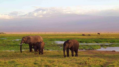 Family Safari Holiday