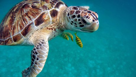 Maldives Escorted Small Group Tour