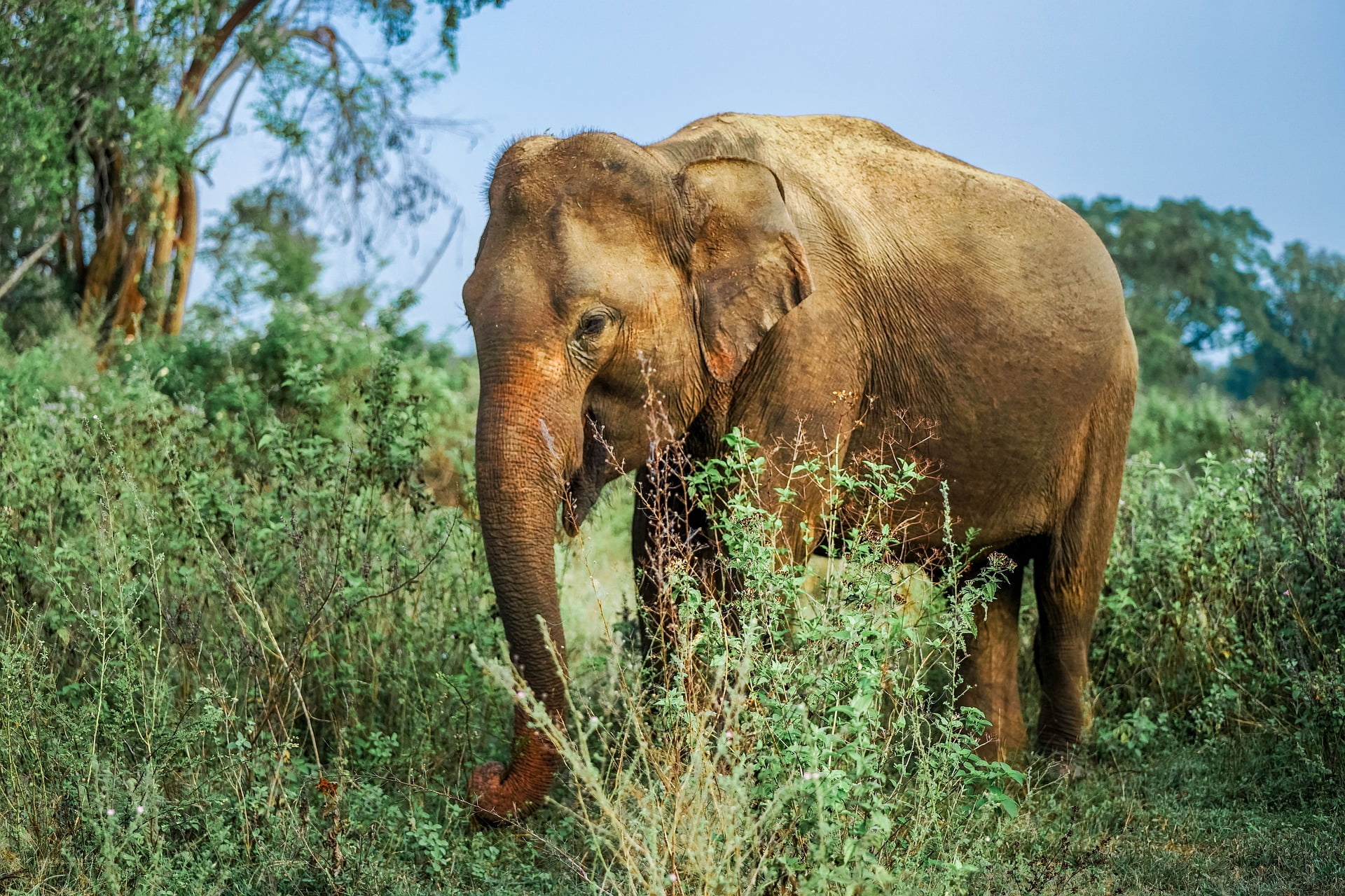 Sri Lanka - Our Local Travel Experts
