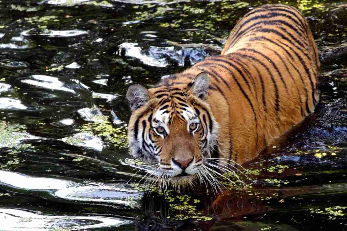 Tiger Safari in India