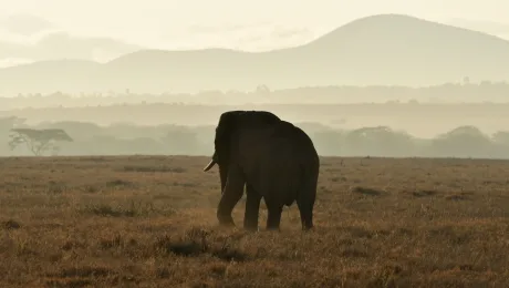 The Ultimate Kenya Safari