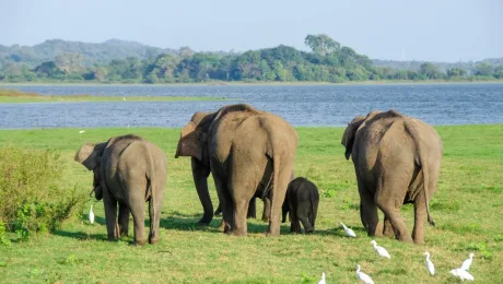 Sri Lanka Wildlife Tour – Our Local Tour Sri Lanka Wildlife Tour
