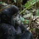 Uganda - Gorilla Safari and Wildlife