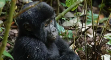 Uganda - Gorilla Safari and Wildlife