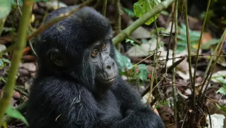 Uganda - Gorilla Safari and Wildlife