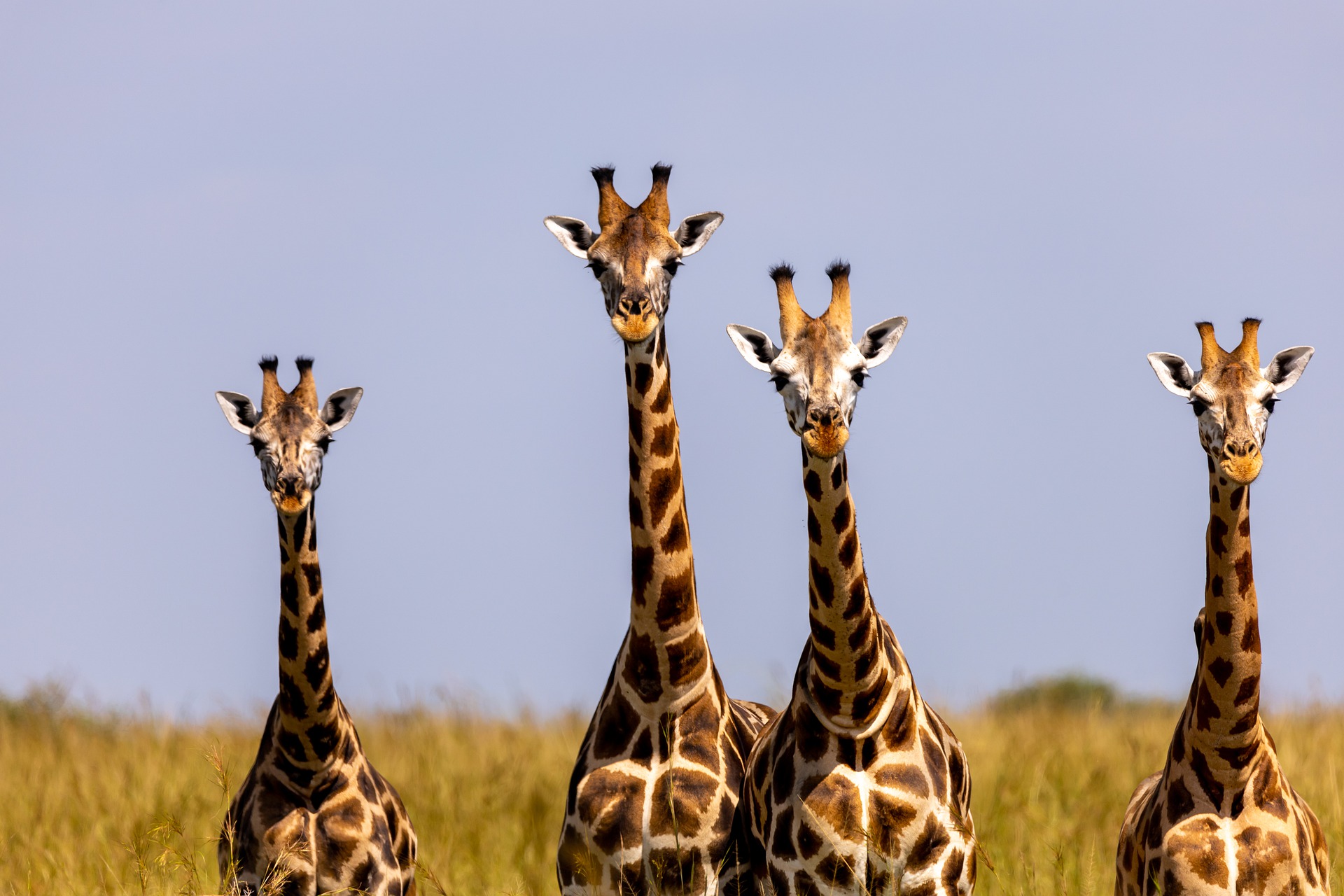 Uganda - Family Safari Holiday