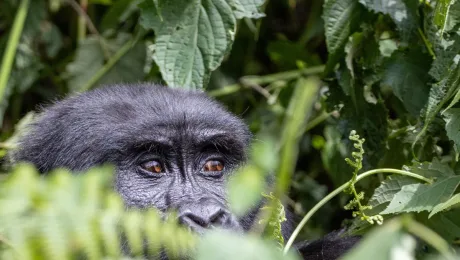 Uganda and Rwanda Combined Tour
