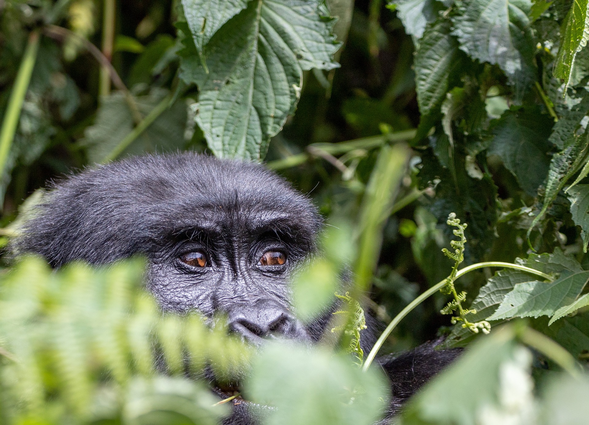 Uganda - Western Uganda Small Group Tour
