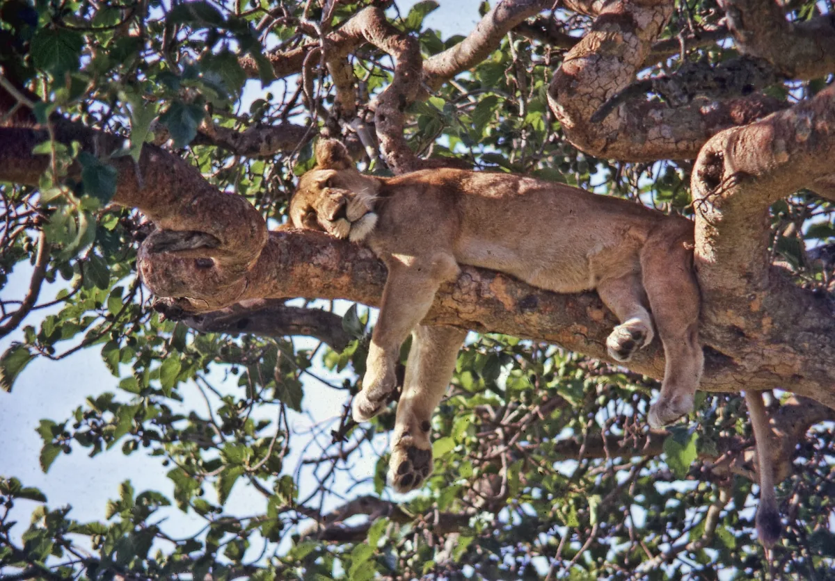 Uganda - Tours and Safari Holidays
