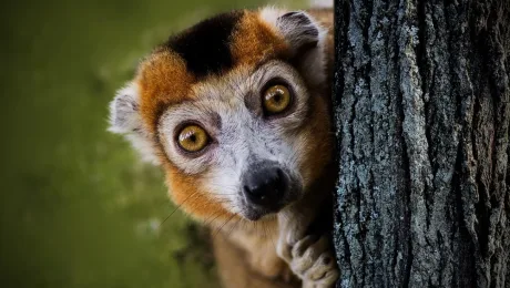 Madagascar – wildlife tours lemur Madagascar - wildlife tours lemur