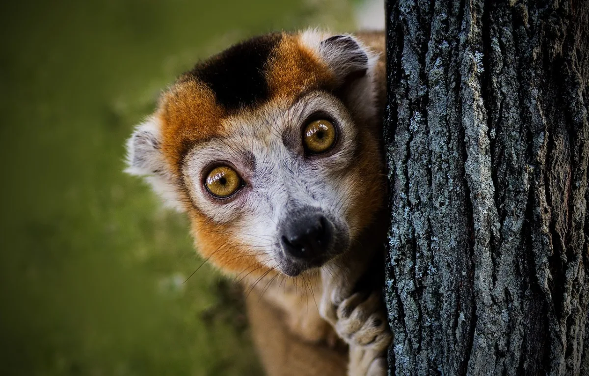 Madagascar - wildlife tours lemur