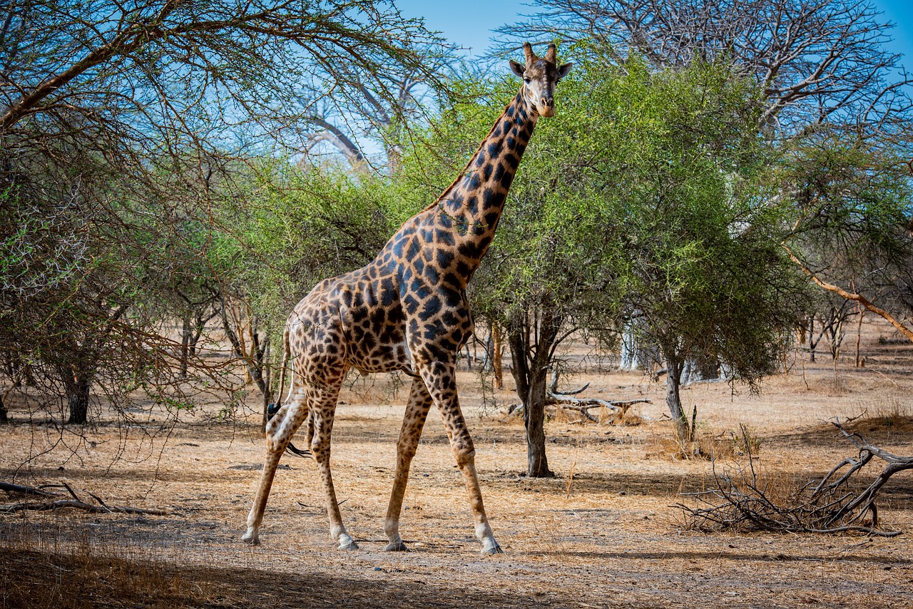 Senegal - Wildlife Giraffe
