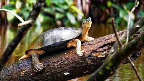 Costa Rica – Why visit Tortuguero Costa Rica - Why visit Tortuguero
