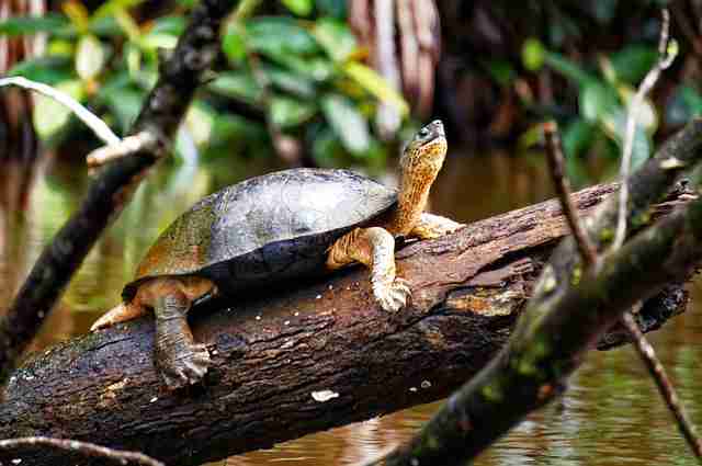 Tortuguero
