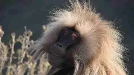 Ethiopia – Simien Mountains places to see Ethiopia - Simien Mountains places to see