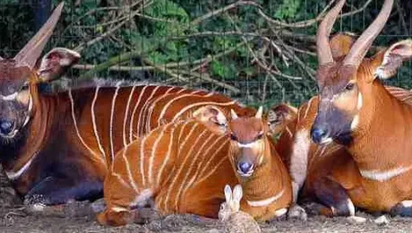 Ghana – Places to see – Kakum National Park Ghana - Places to see - Kakum National Park