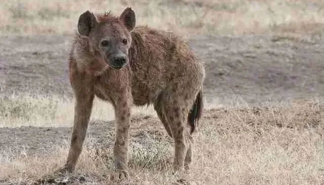 Kenya - Places to see - Aberdare National Park