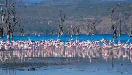 Kenya - Places to see - Lake Nakuru
