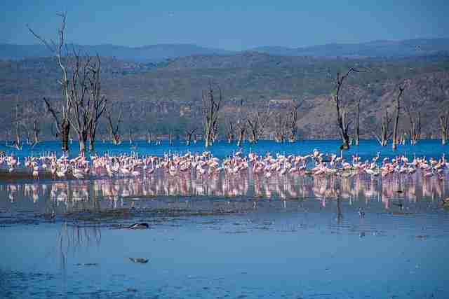 Lake Nakuru