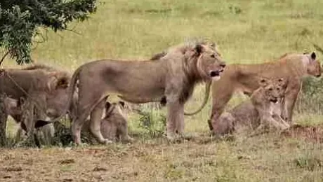 Kenya - Places to see - Shaba National Reserve