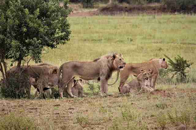 Shaba National Reserve