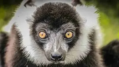 Madagascar – Places to see – Andasibe Madagascar - Places to see - Andasibe