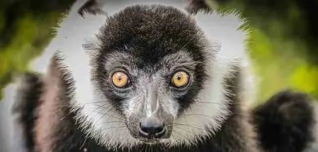 Madagascar - Places to see - Andasibe