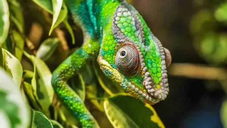 Madagascar – Places to see – Ankarana National Park Madagascar - Places to see - Ankarana National Park
