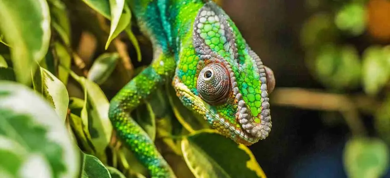 Madagascar - Places to see - Ankarana National Park