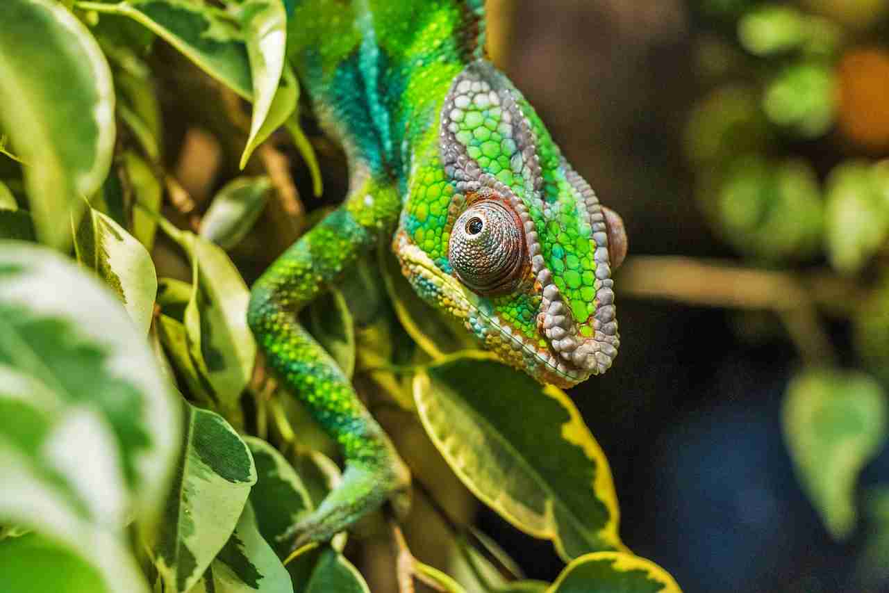 Ankarana National Park