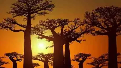 Madagascar – Places to see – Avenue of the Baobabs Madagascar - Places to see - Avenue of the Baobabs