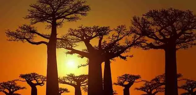 Madagascar - Places to see - Avenue of the Baobabs