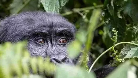 Uganda – What to see Bwindi Uganda - What to see Bwindi