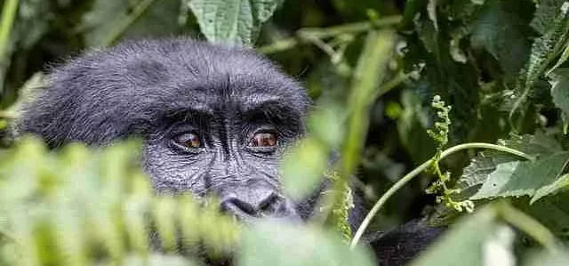 Uganda - What to see Bwindi