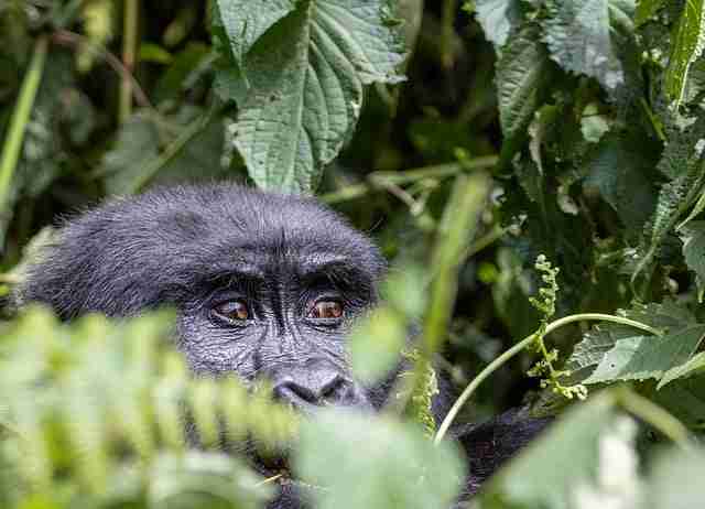 Bwindi Impenetrable National Park