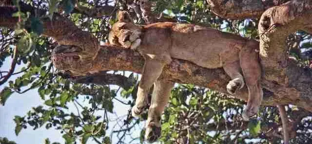 Uganda - What to see Queen Elizabeth National Park