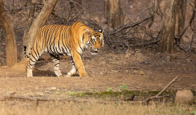 Tiger Safari