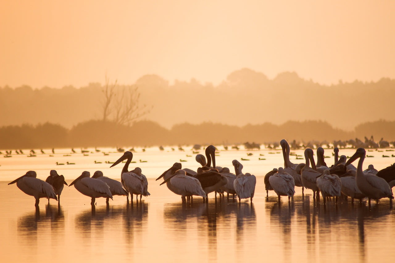 Danube Delta