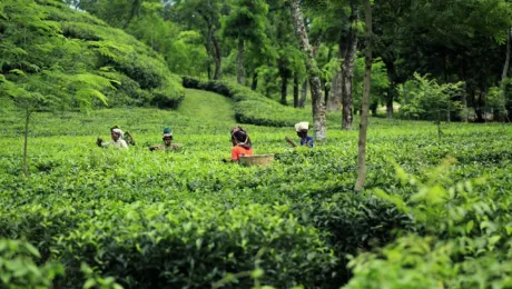 Bangladesh - What to see in Bangladesh - Tea Plantations