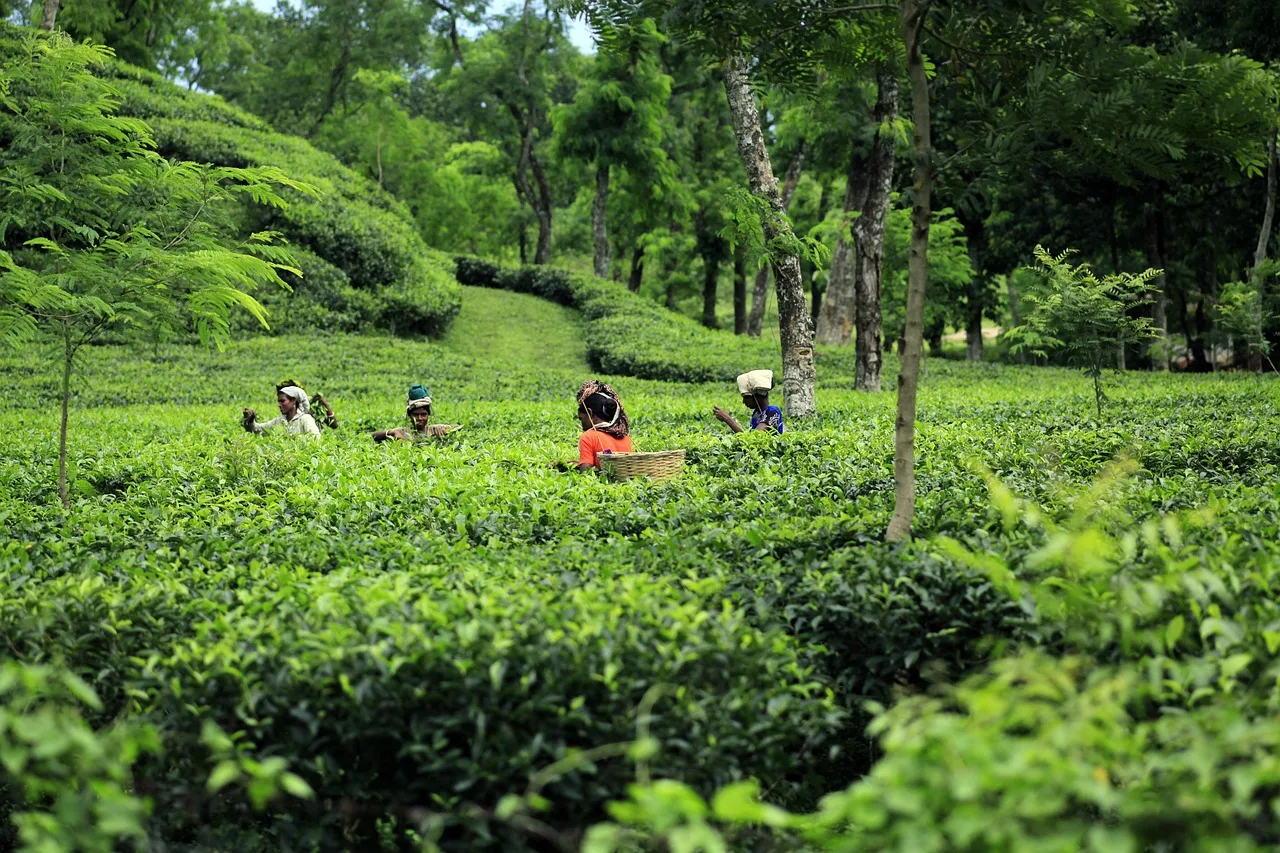 Bangladesh - What to see in Bangladesh - Tea Plantations