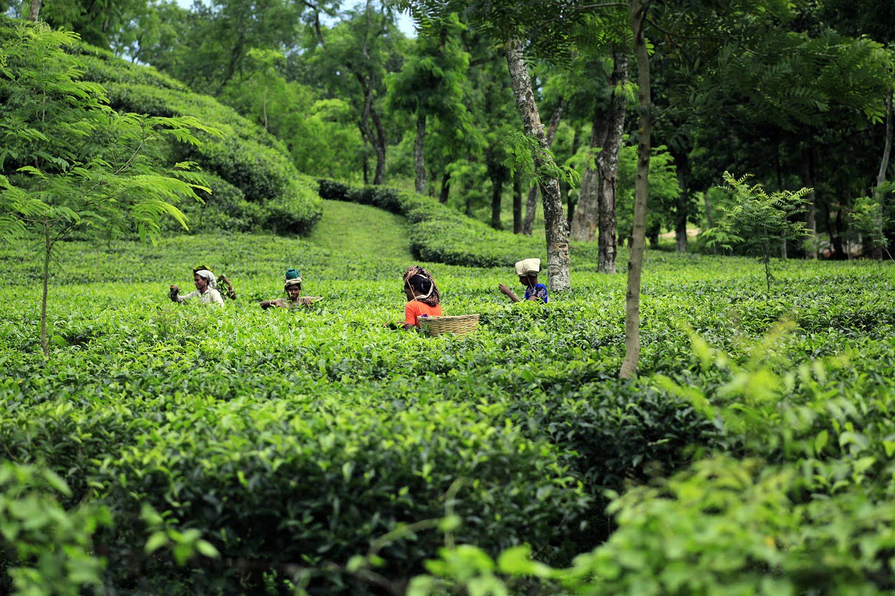 Tea Plantations