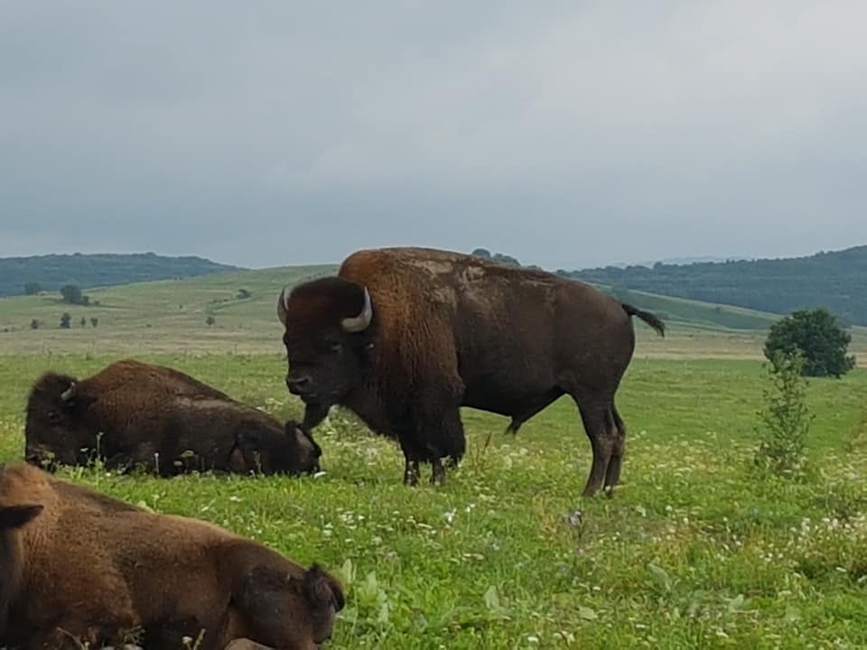 Romania - Agricultural Tours