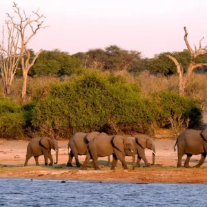 Botswana Mobile Safari and Tours