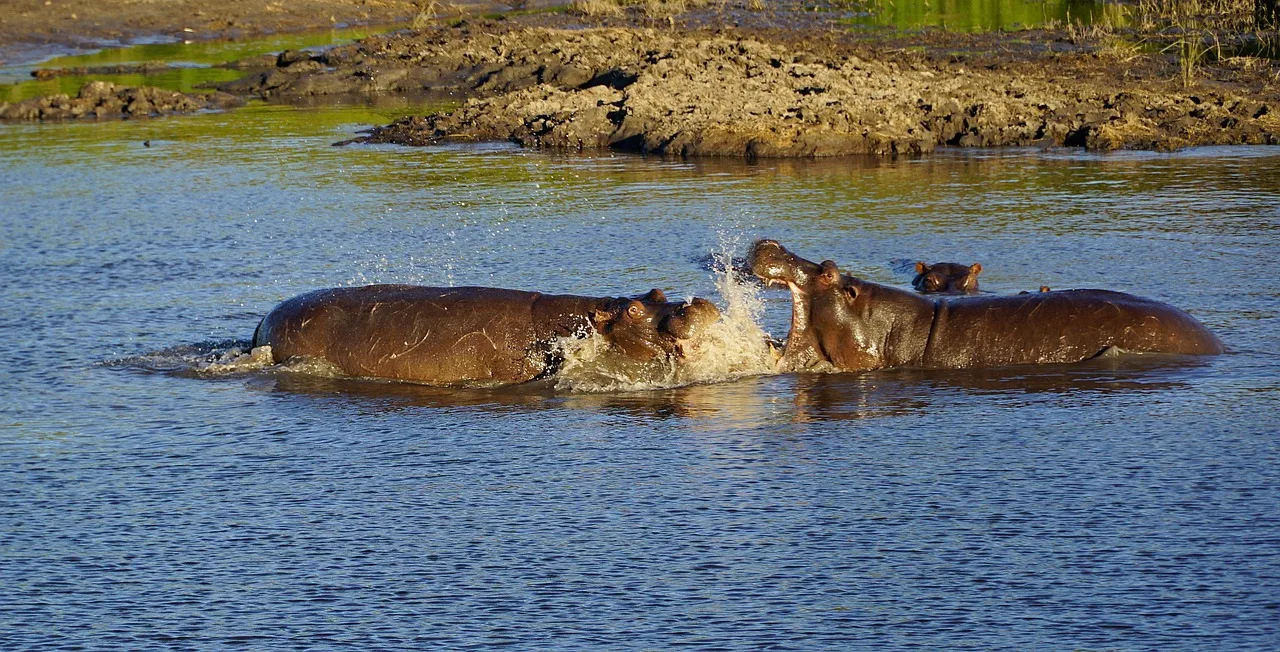 Botswana - Places to see - Chobe National Park