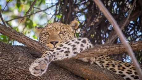 Botswana - Leopard Safari