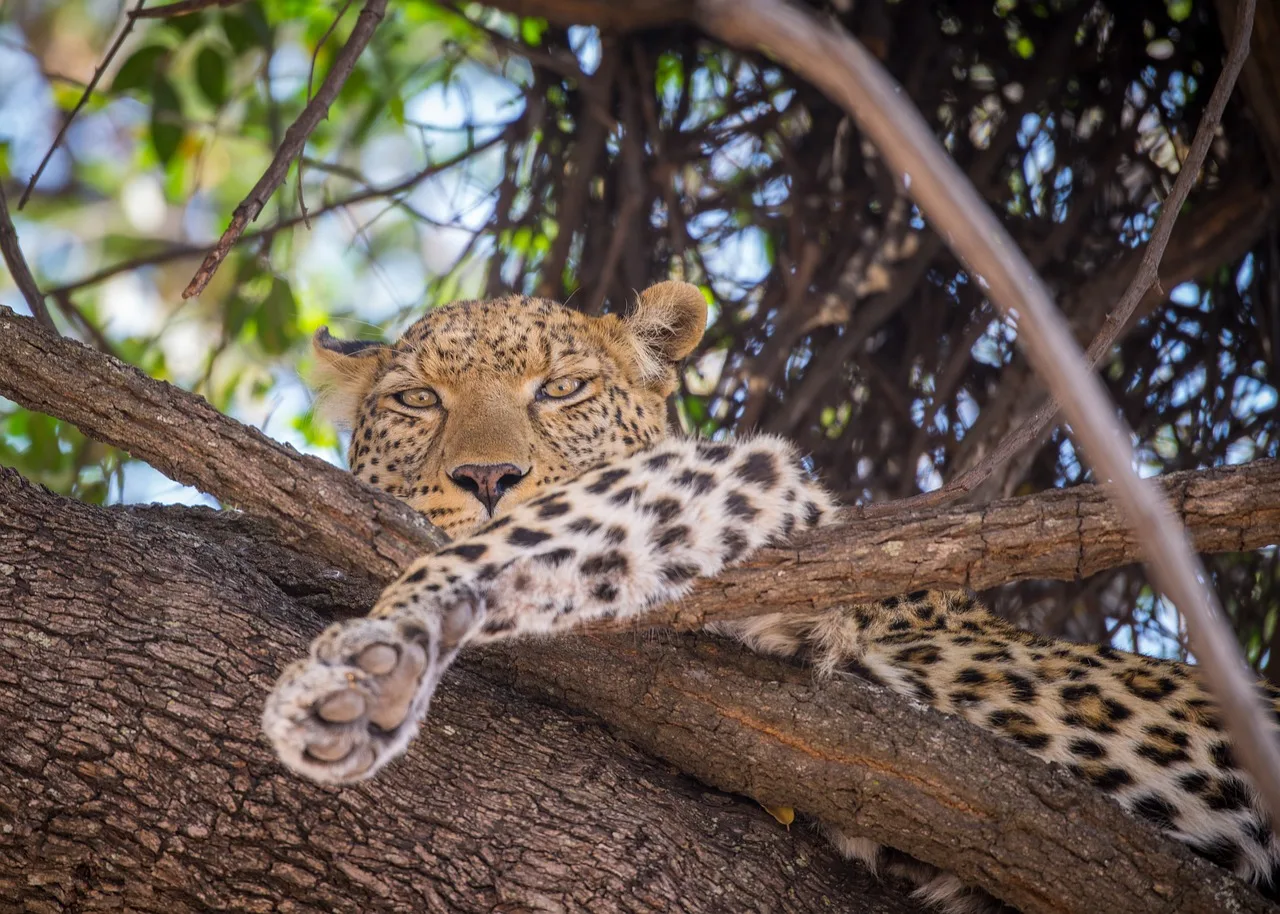 Botswana - Leopard Safari