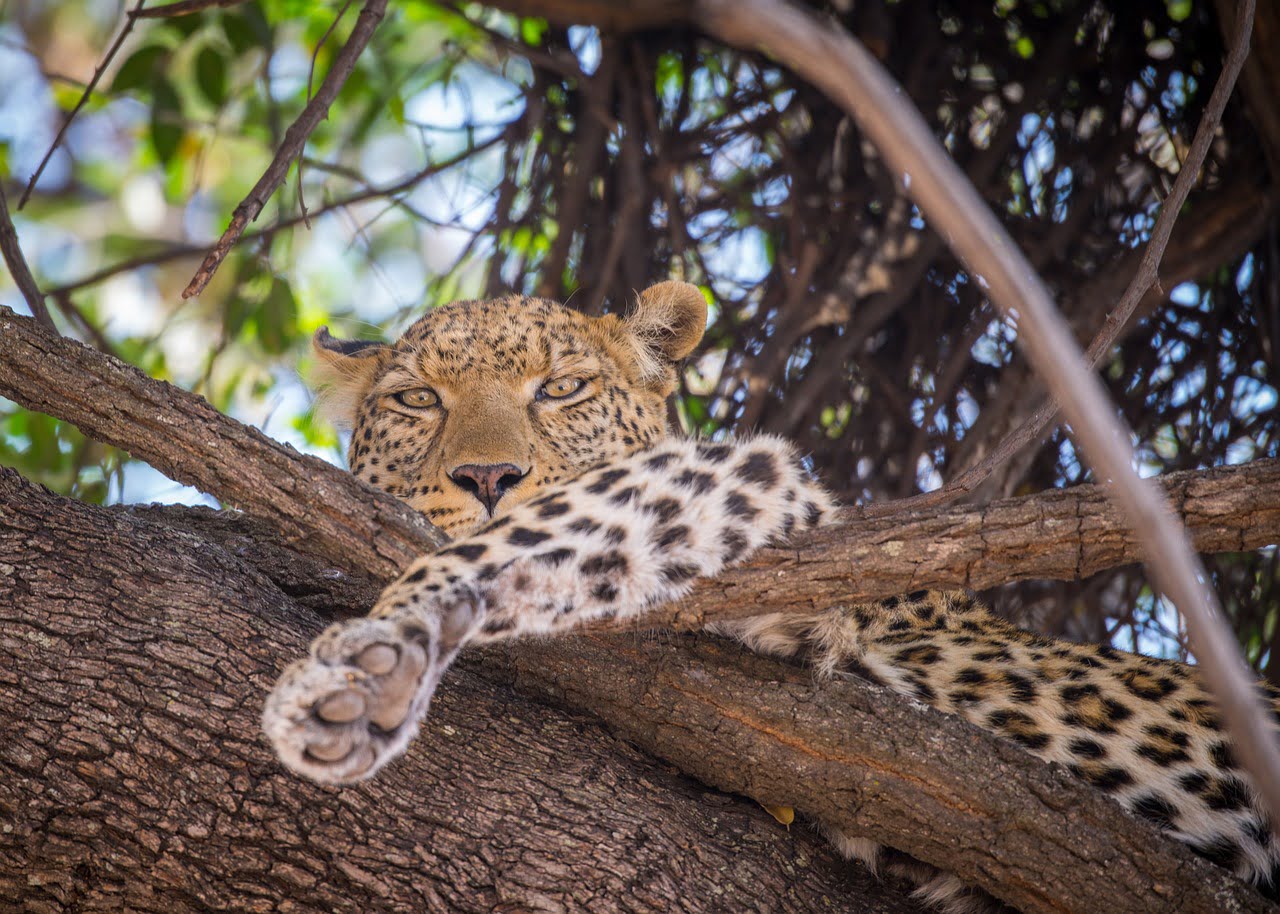 Botswana - Leopard Safari