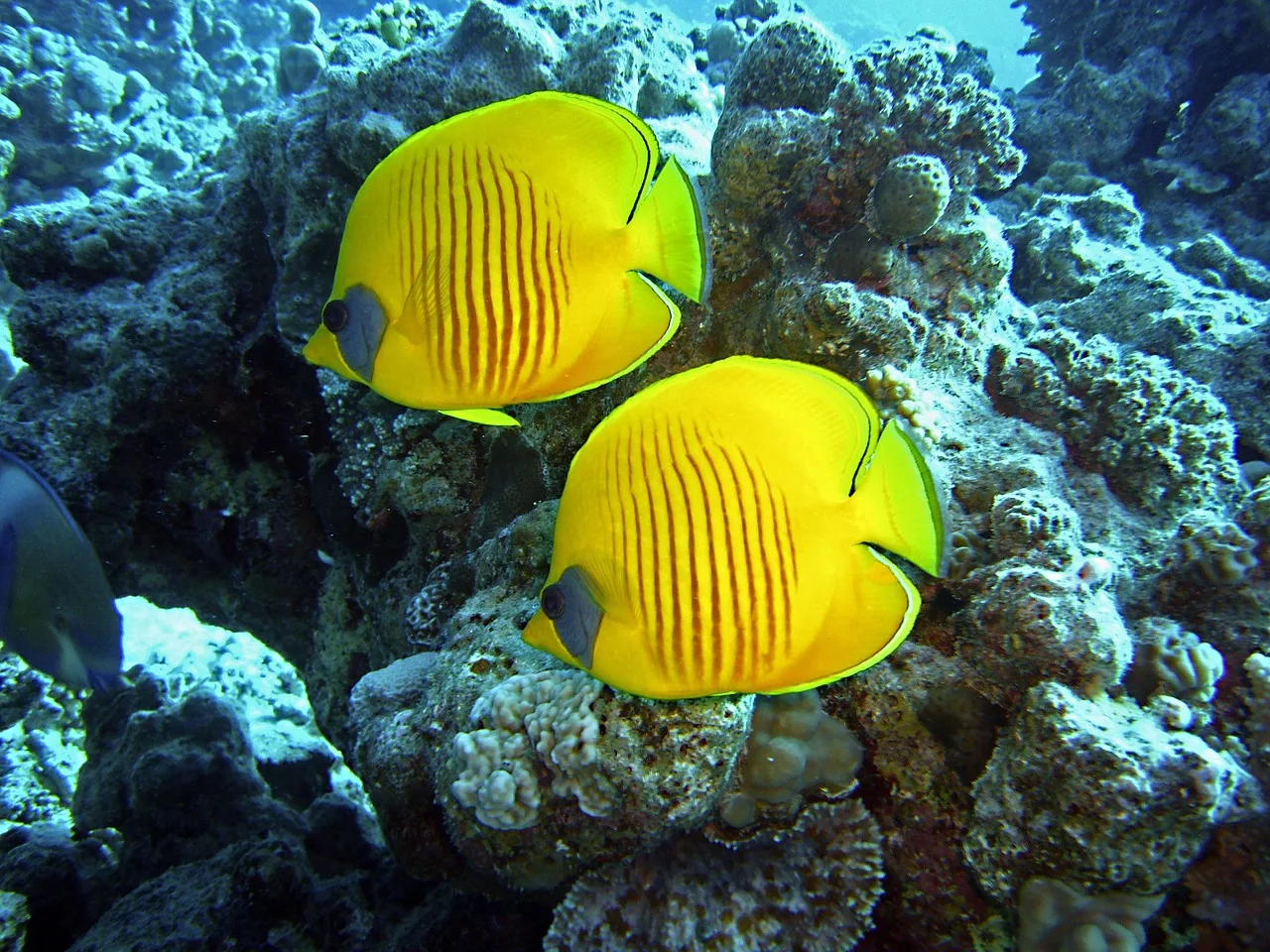 Egypt History & Red Sea Holiday